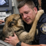 A police officer bent down and hugged his service dog while the veterinarian prepared the final injection. But at the very last moment, the dog did something that sent a chill down the spines of everyone present.