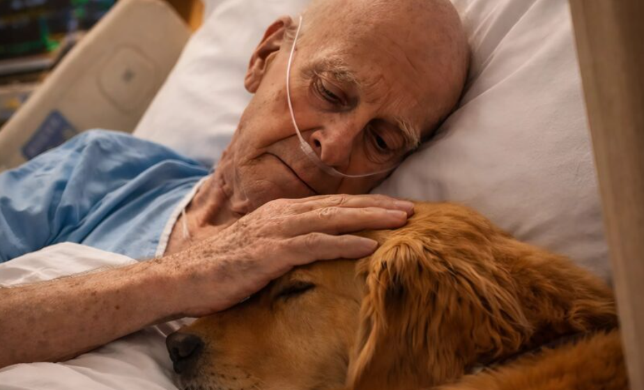 The doctors allowed the dog into the room of a lonely old man and to lie down next to his bed. But that evening, the nurse on duty quietly opened the door to check on the patient – ​​and what she saw horrified her.