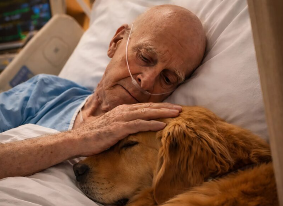 The doctors allowed the dog into the room of a lonely old man and to lie down next to his bed. But that evening, the nurse on duty quietly opened the door to check on the patient – ​​and what she saw horrified her.
