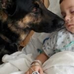 The boy was being kept alive only by machines, and the doctors had already lost all hope. But the moment his dog entered the room, everything changed.