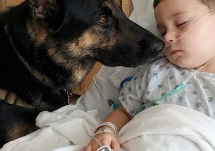 The boy was being kept alive only by machines, and the doctors had already lost all hope. But the moment his dog entered the room, everything changed.