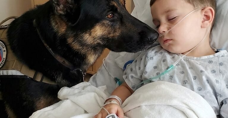 The boy was being kept alive only by machines, and the doctors had already lost all hope. But the moment his dog entered the room, everything changed.