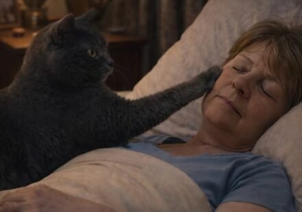 The cat woke its owner every night and chased her out of the bedroom: the woman thought the cat had mental problems, until the day she took it to the vet.