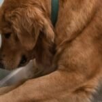 My dog ​​started furiously scratching the wall behind my eight-month-old daughter's bed: at first, we thought she'd just gone crazy, but when we looked inside the wall, we found something truly horrifying.