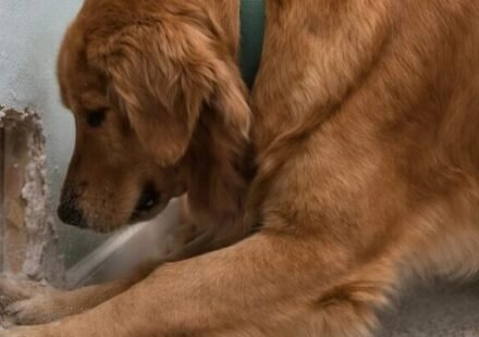 My dog ​​started furiously scratching the wall behind my eight-month-old daughter's bed: at first, we thought she'd just gone crazy, but when we looked inside the wall, we found something truly horrifying.