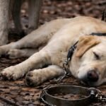 A man took his dog into the forest and tied it to a tree, hoping to get rid of it. But no one could have imagined what the wolf would do to the dog.