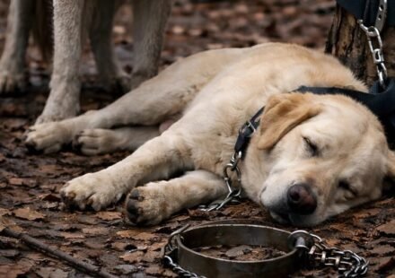 A man took his dog into the forest and tied it to a tree, hoping to get rid of it. But no one could have imagined what the wolf would do to the dog.