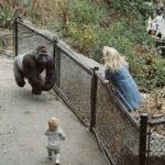 Everyone thought the gorilla was going to kill the boy… But what happened next left the entire crowd frozen in shock.