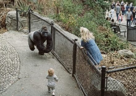 Everyone thought the gorilla was going to kill the boy… But what happened next left the entire crowd frozen in shock.